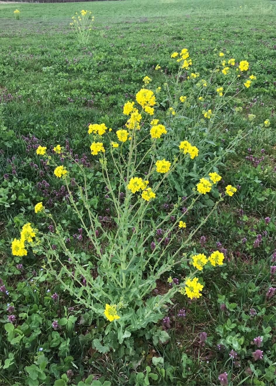 Spring Weed Control for Pasture and Hayfields University of Maryland